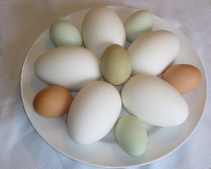 free egg recipes & note pad